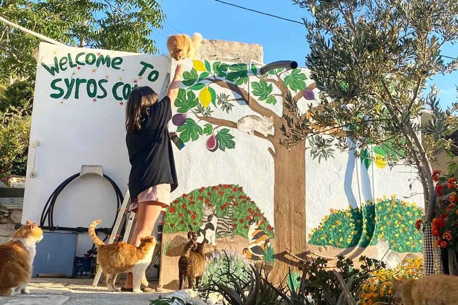 Una isla griega busca voluntarios para pasar un mes entre gatos a cambio de alojamiento gratis. El trato exige 30 horas semanales y las solicitudes para 2027 abren en septiembre