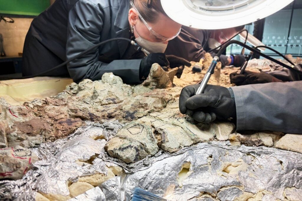 Más de 2.000 personas están sacando de la roca al mayor Mastodonsaurus conocido. Hace 240 millones de años, este anfibio gigante dominaba las aguas antes del reinado de los dinosaurios