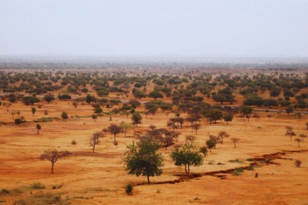 En Senegal devolvieron tortugas gigantes a una de las regiones más castigadas por la desertificación. Cuatro años después, el 80% seguía vivo y había vuelto a excavar túneles de hasta 15 metros bajo el Sahel
