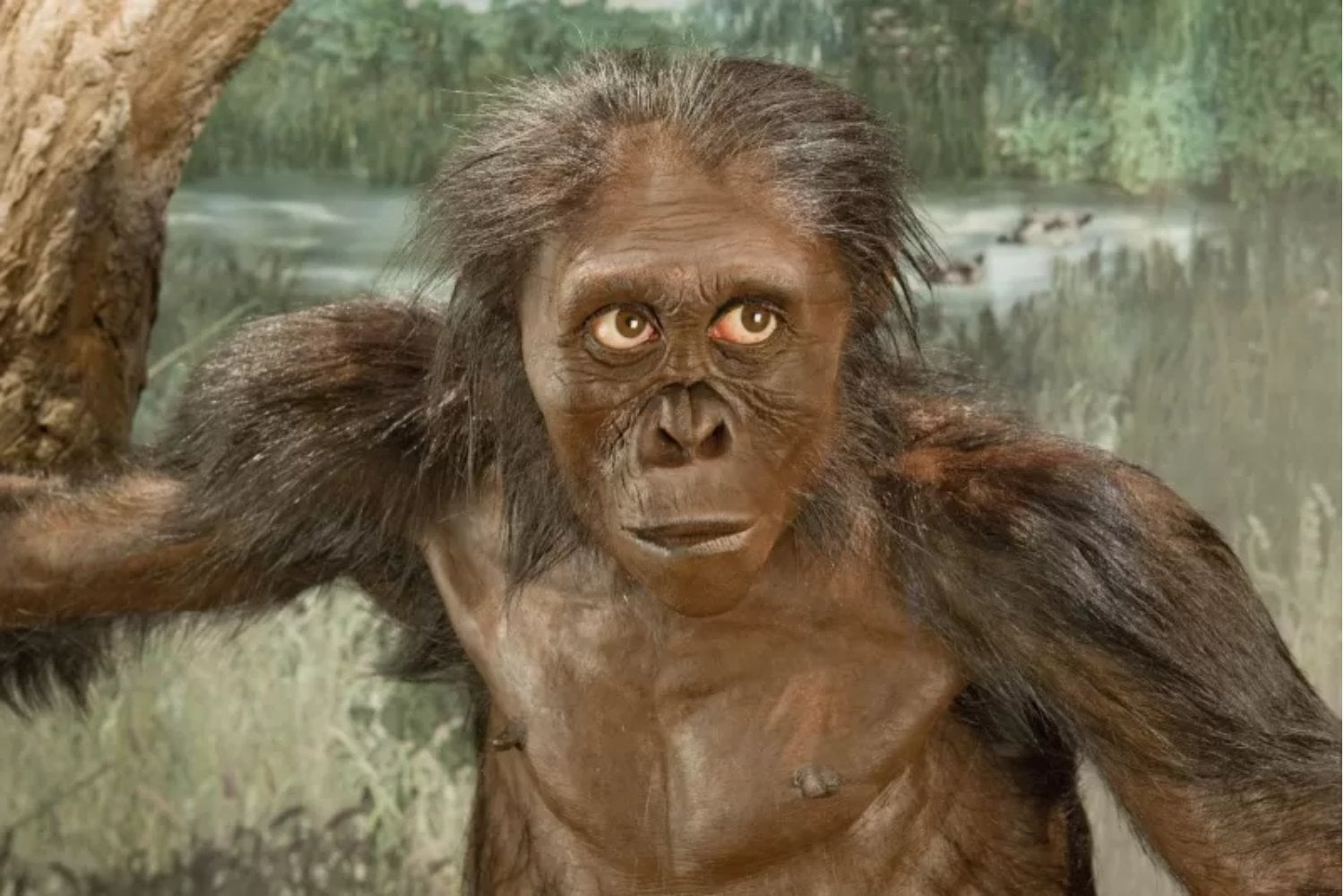 Un científico propone que Lucy deje de ser Australopithecus y pase a ser Homo. El cambio obligaría a reescribir hasta cinco millones de años de nuestro árbol evolutivo