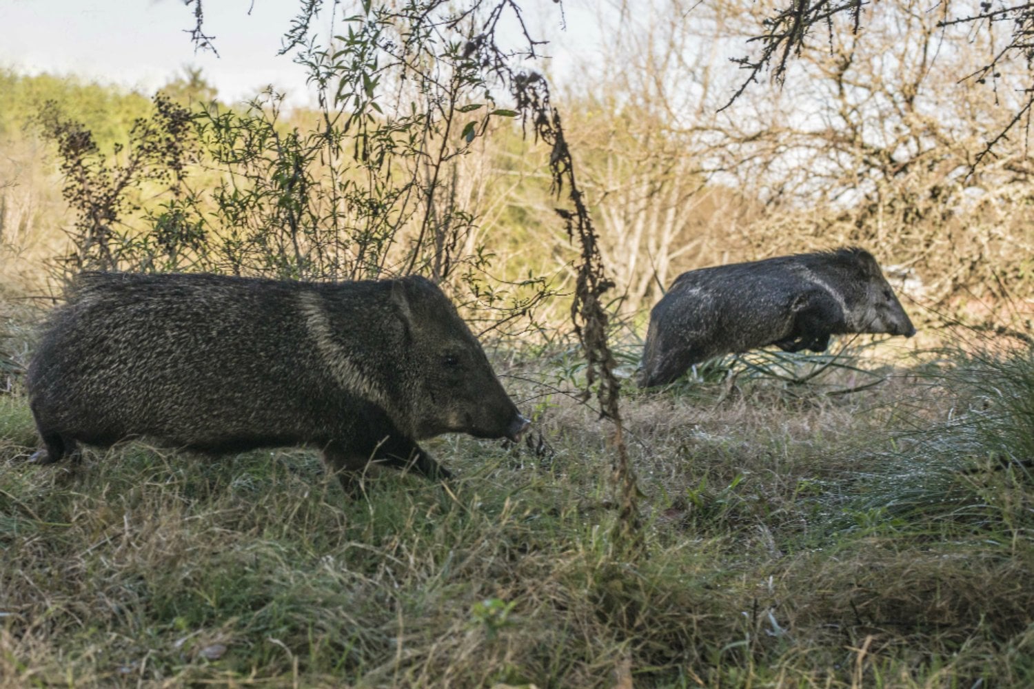 Uruguay pasó 123 años sin uno de sus mamíferos nativos y liberó 140 para traerlo de vuelta. Las cámaras captaron nuevas crías y confirmaron que la especie había vuelto a reproducirse en libertad
