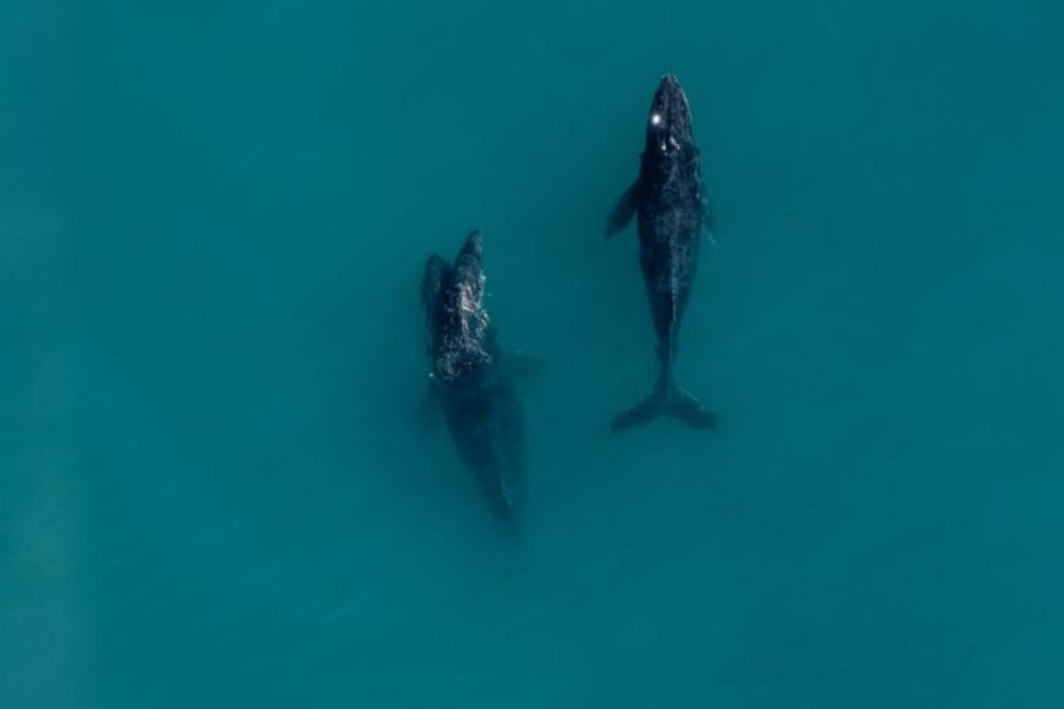Ballenas, delfines y orcas cruzaron una puerta evolutiva que ya no se abre desde el otro lado. Un análisis de 5.635 mamíferos explica cómo las patas, los genes y el metabolismo hicieron prácticamente imposible su regreso a tierra firme