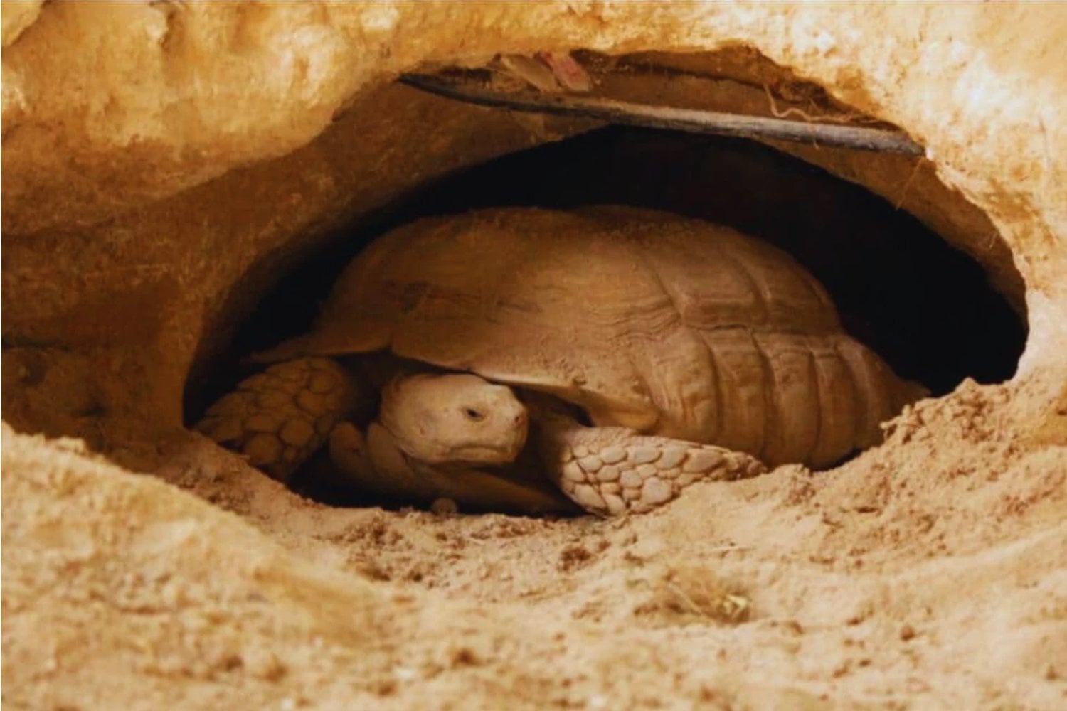 En Senegal devolvieron tortugas gigantes a una de las regiones más castigadas por la desertificación. Cuatro años después, el 80% seguía vivo y había vuelto a excavar túneles de hasta 15 metros bajo el Sahel