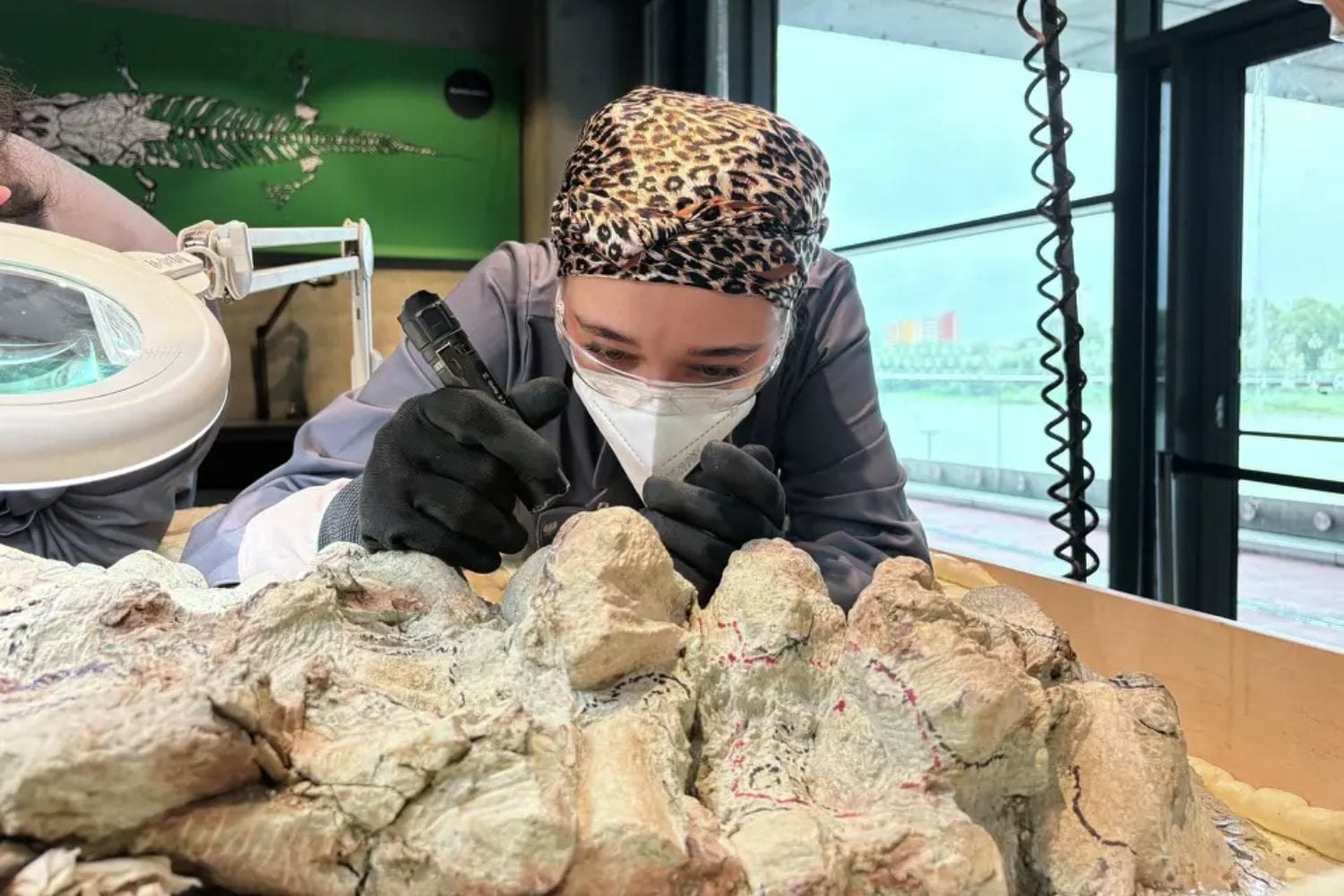 Más de 2.000 personas están sacando de la roca al mayor Mastodonsaurus conocido. Hace 240 millones de años, este anfibio gigante dominaba las aguas antes del reinado de los dinosaurios