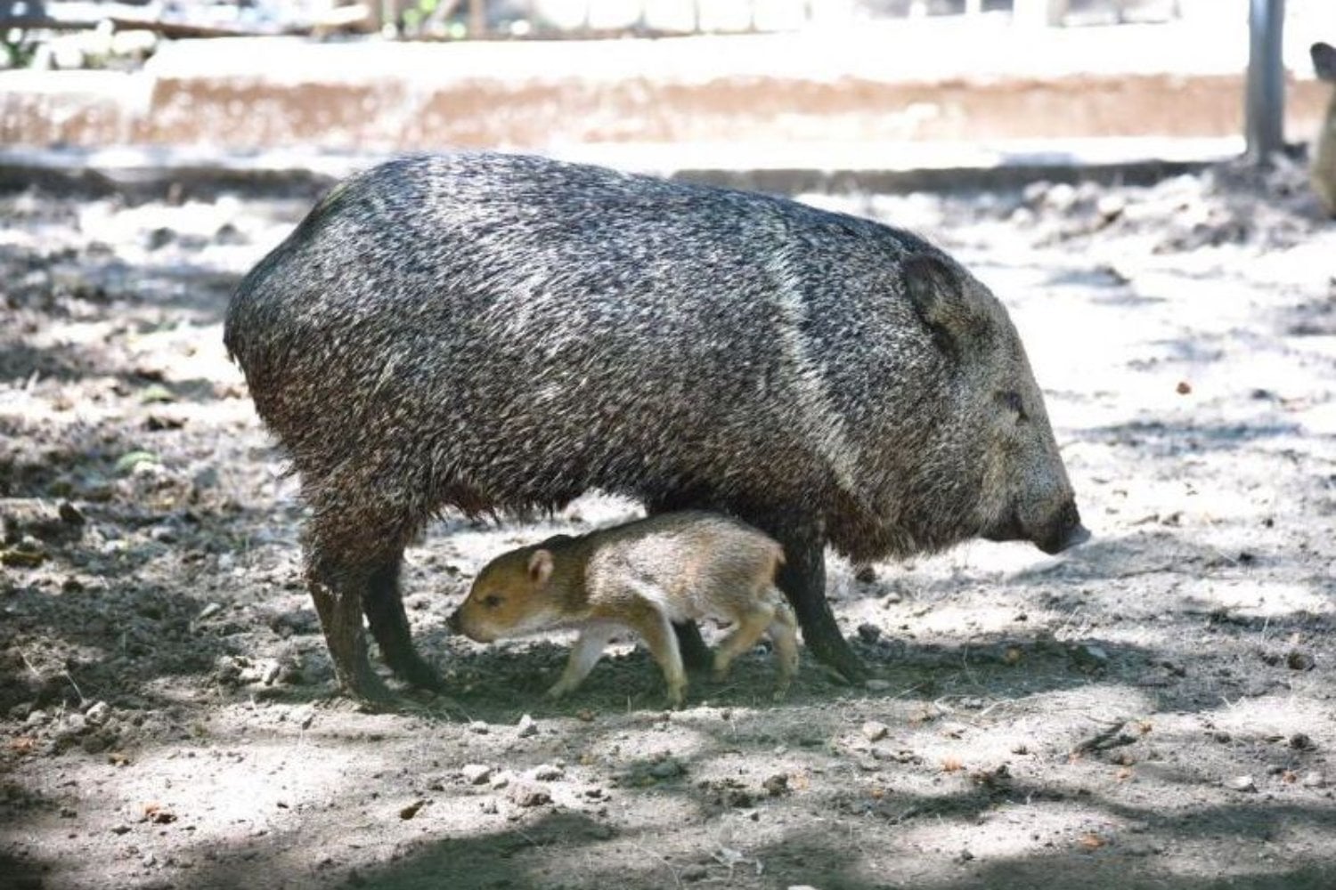 Uruguay pasó 123 años sin uno de sus mamíferos nativos y liberó 140 para traerlo de vuelta. Las cámaras captaron nuevas crías y confirmaron que la especie había vuelto a reproducirse en libertad