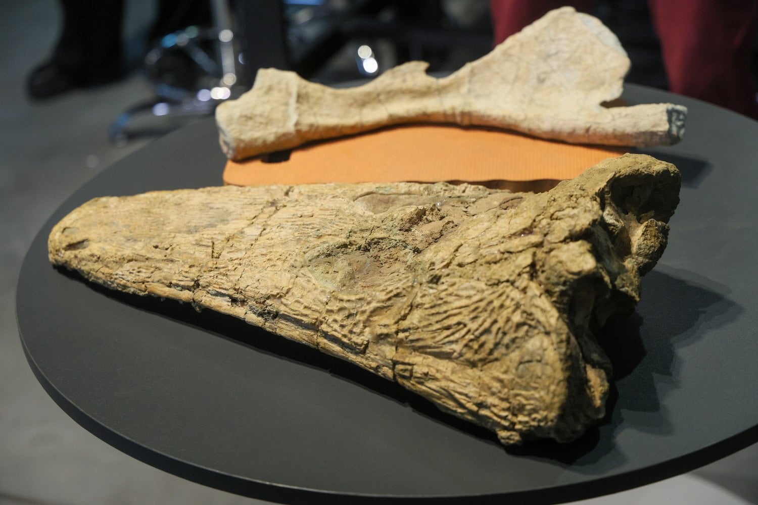 Más de 2.000 personas están sacando de la roca al mayor Mastodonsaurus conocido. Hace 240 millones de años, este anfibio gigante dominaba las aguas antes del reinado de los dinosaurios