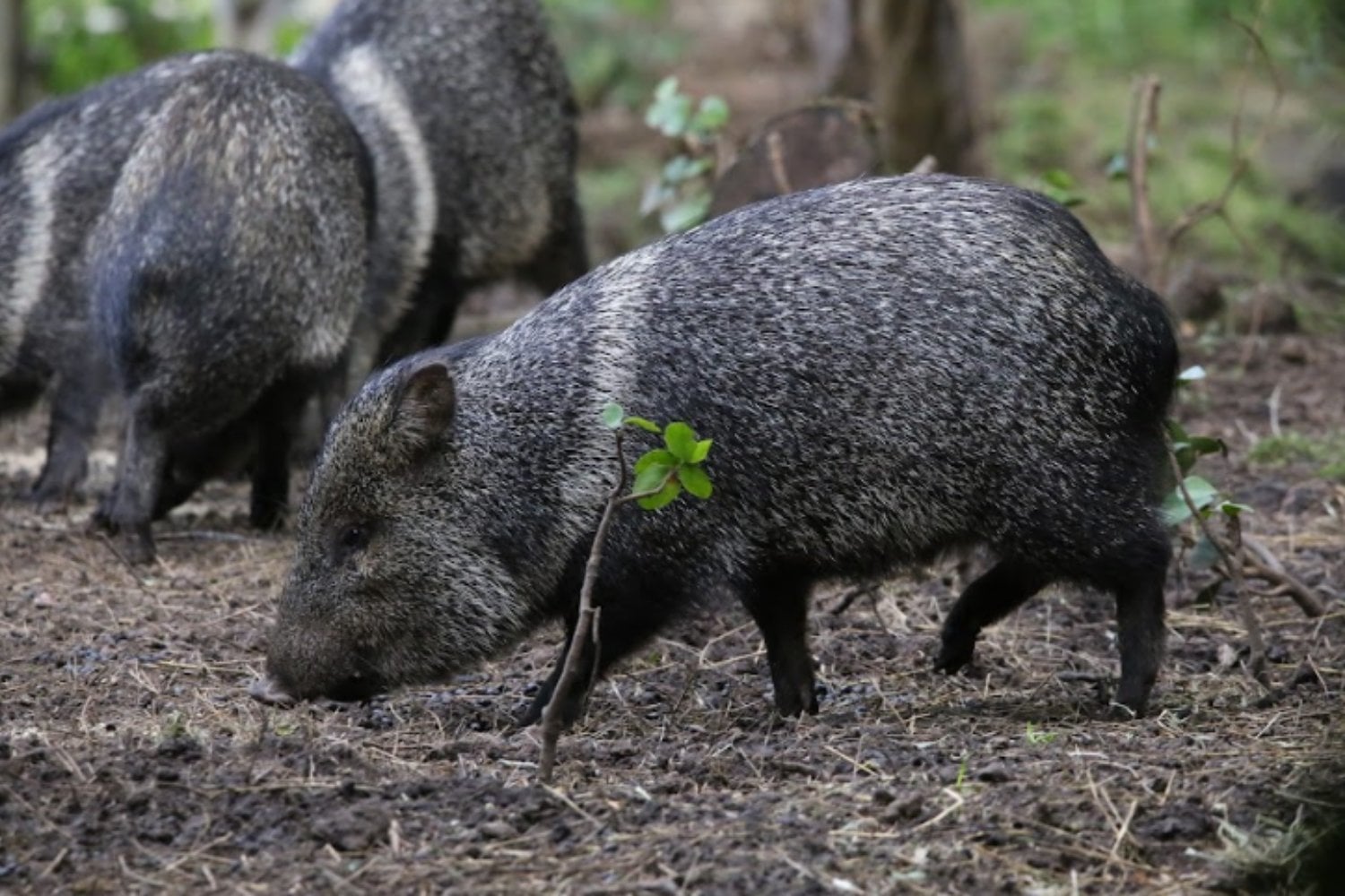 Uruguay pasó 123 años sin uno de sus mamíferos nativos y liberó 140 para traerlo de vuelta. Las cámaras captaron nuevas crías y confirmaron que la especie había vuelto a reproducirse en libertad