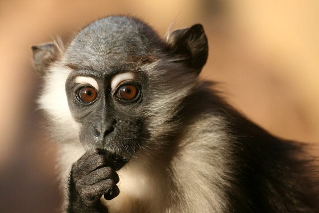 Unos monos africanos acaban de romper una vieja regla sobre la evolución humana: tienen pies muy distintos a los chimpancés, pero trepan prácticamente igual. Eso cambia cómo imaginamos a nuestro antepasado de hace siete millones de años