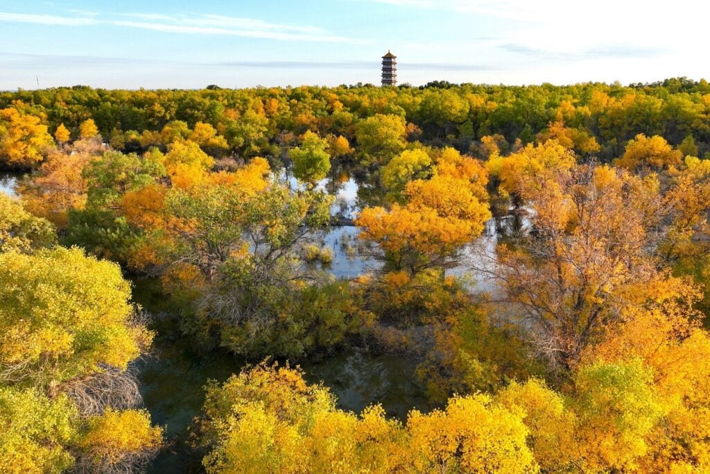 China lleva 48 años levantando una muralla verde alrededor de uno de los desiertos más extremos del planeta. Ahora el Taklamakan está empezando a absorber más CO₂ del que libera
