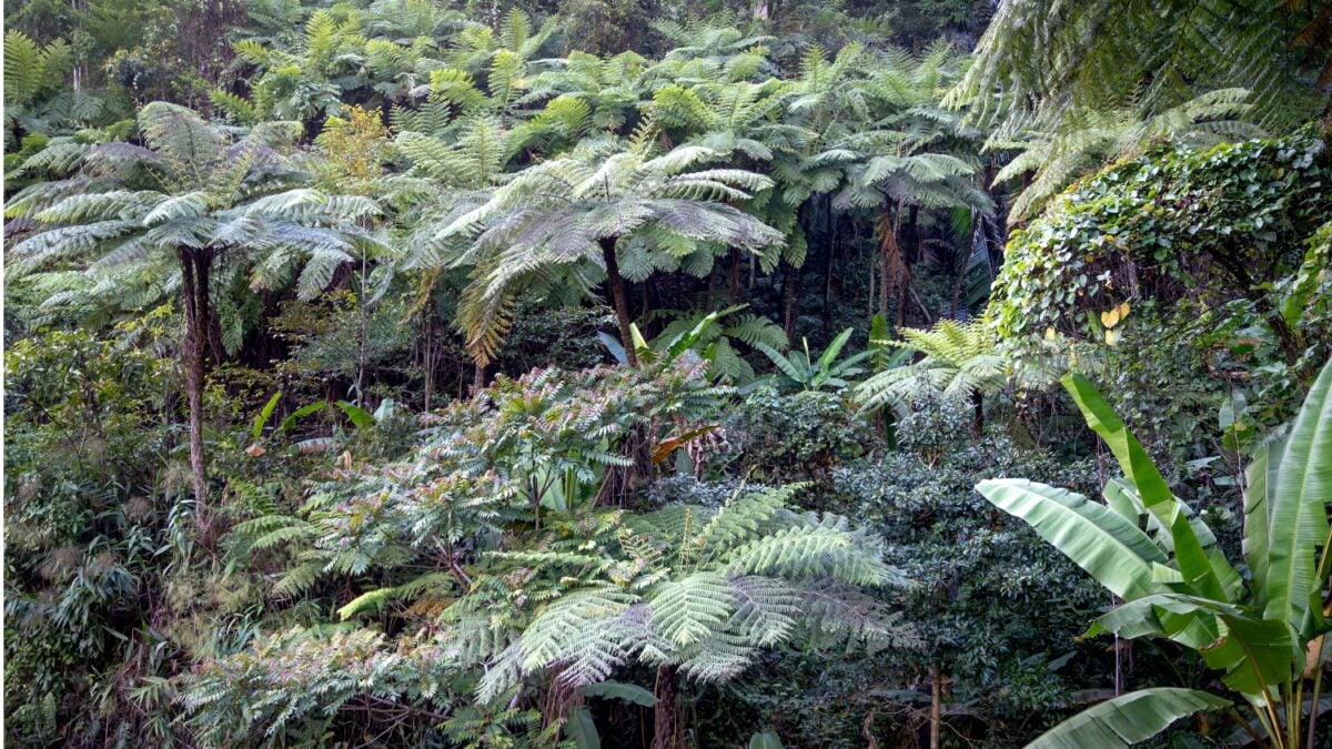 La sorprendente red oculta bajo la Amazonía que obliga a reescribir su historia