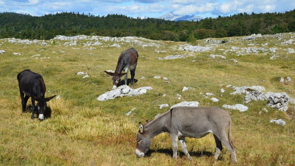 El regreso de un asno salvaje cambió el destino de un desierto: ahora ayuda a recuperar la vegetación de manera natural