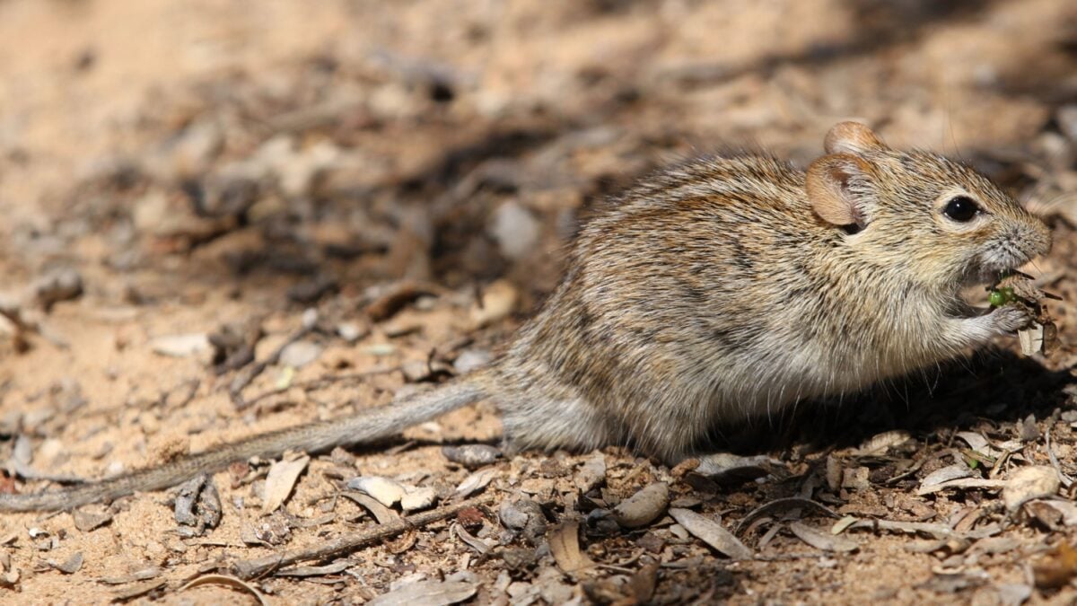 El regreso de unos diminutos excavadores al desierto australiano está revirtiendo más de un siglo de degradación ambiental