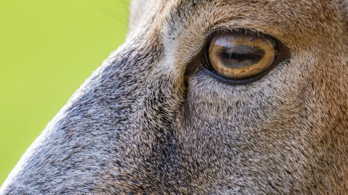 Revelan la aparición de un peligroso animal que ponge en jaque a un importante país europeo: de ser cazado a invadir la zona