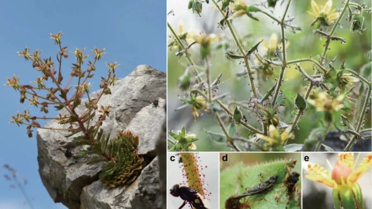 Esta planta escondía un secreto mortal y Darwin ya lo había sospechado hace 150 años