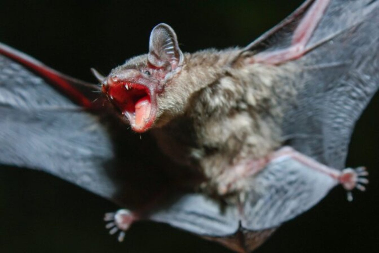 En 2005 reapareció en Siberia un murciélago de siete gramos marcado 41 años antes. Ahora sus parientes han revelado una estrategia genética que conecta virus, cáncer y envejecimiento