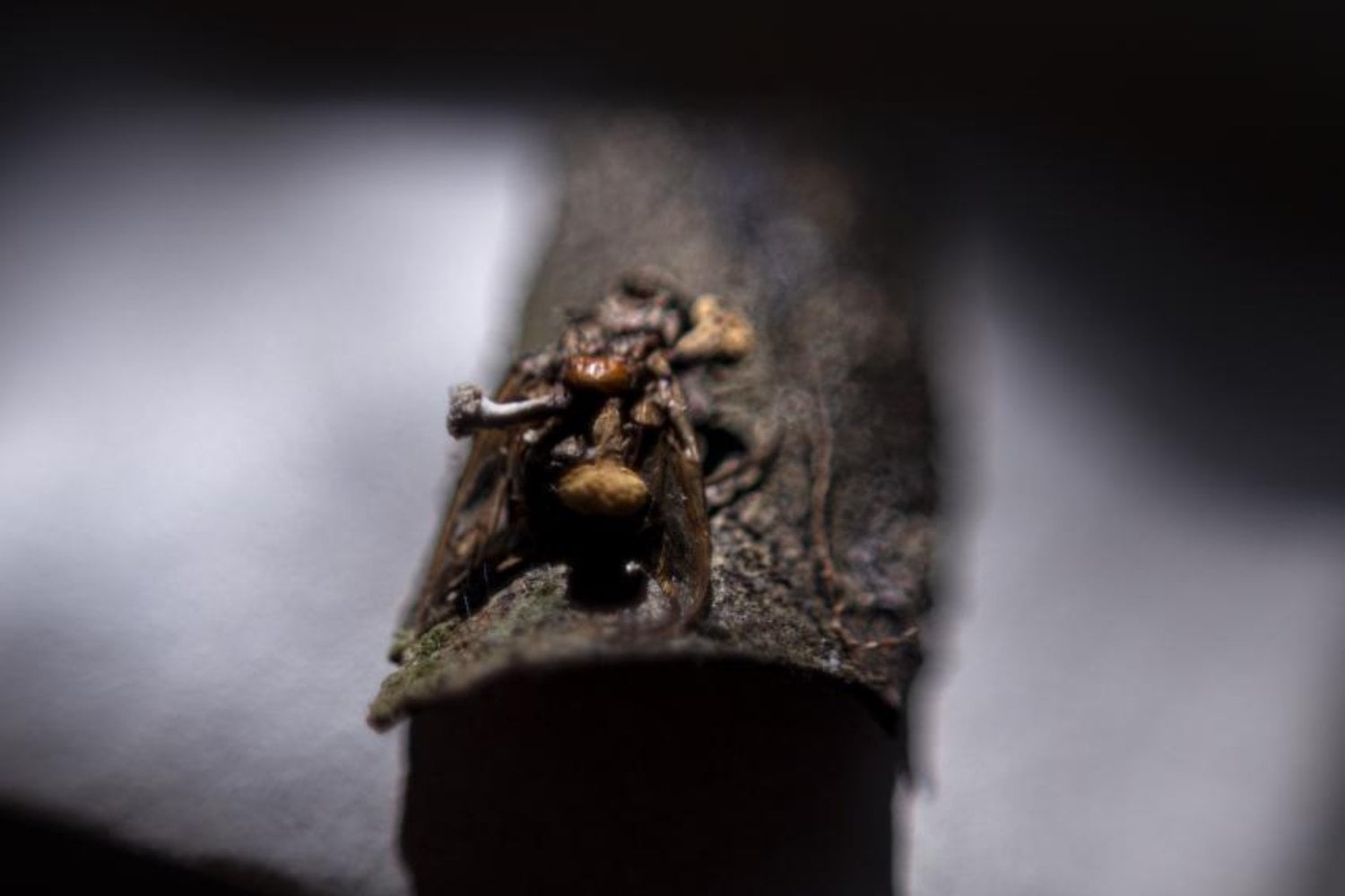 Científicos encontraron seis nuevos hongos “zombi” en México que obligan a las hormigas a caminar hasta su propia tumba. Uno de ellos lleva el nombre de Guillermo del Toro