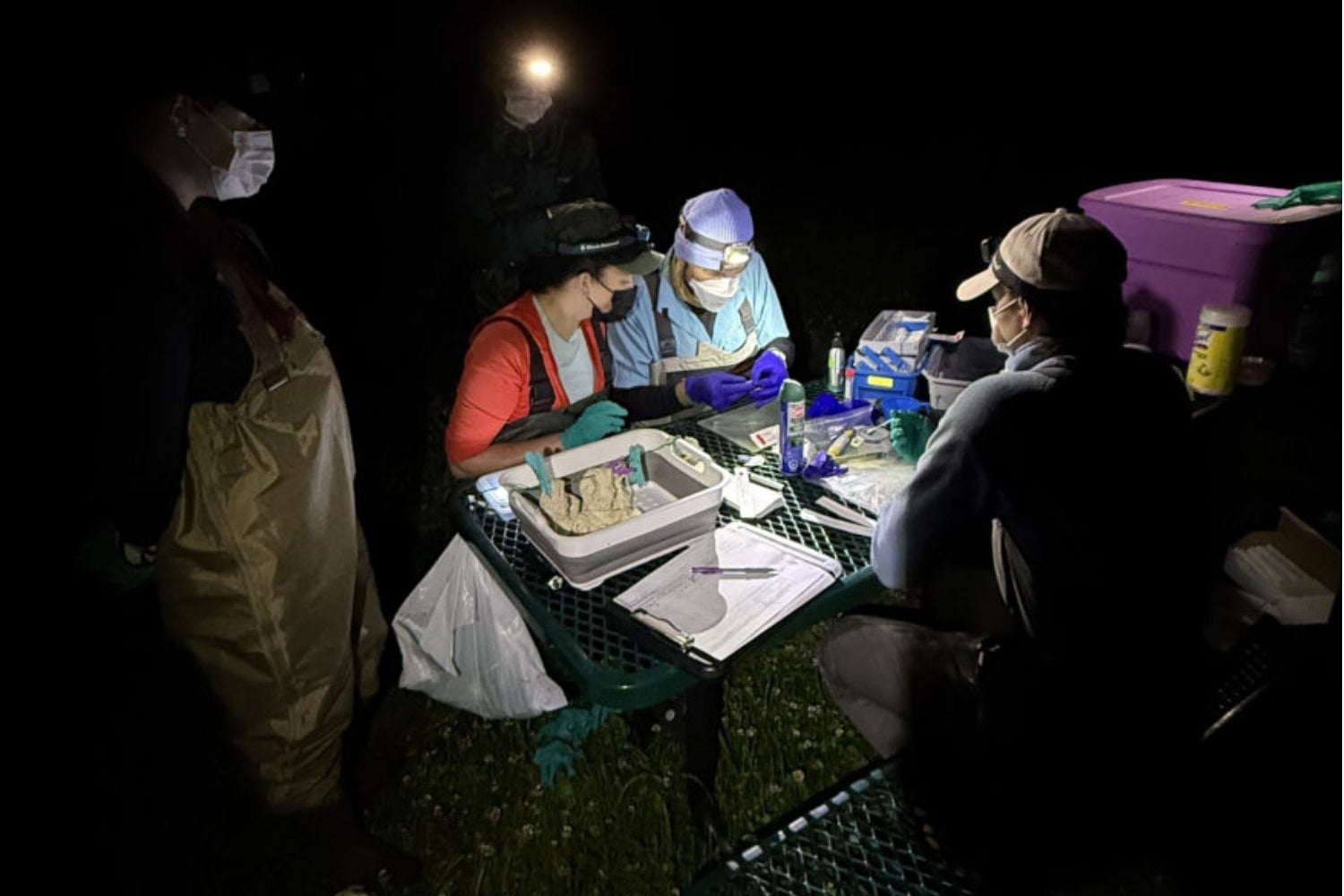 En 2005 reapareció en Siberia un murciélago de siete gramos marcado 41 años antes. Ahora sus parientes han revelado una estrategia genética que conecta virus, cáncer y envejecimiento