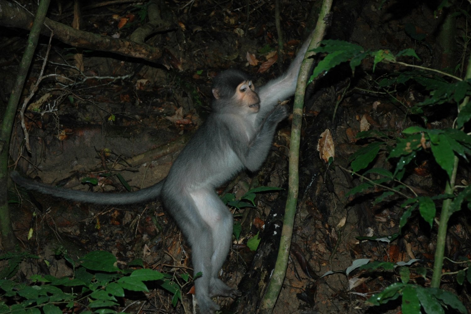 Unos monos africanos acaban de romper una vieja regla sobre la evolución humana: tienen pies muy distintos a los chimpancés, pero trepan prácticamente igual. Eso cambia cómo imaginamos a nuestro antepasado de hace siete millones de años