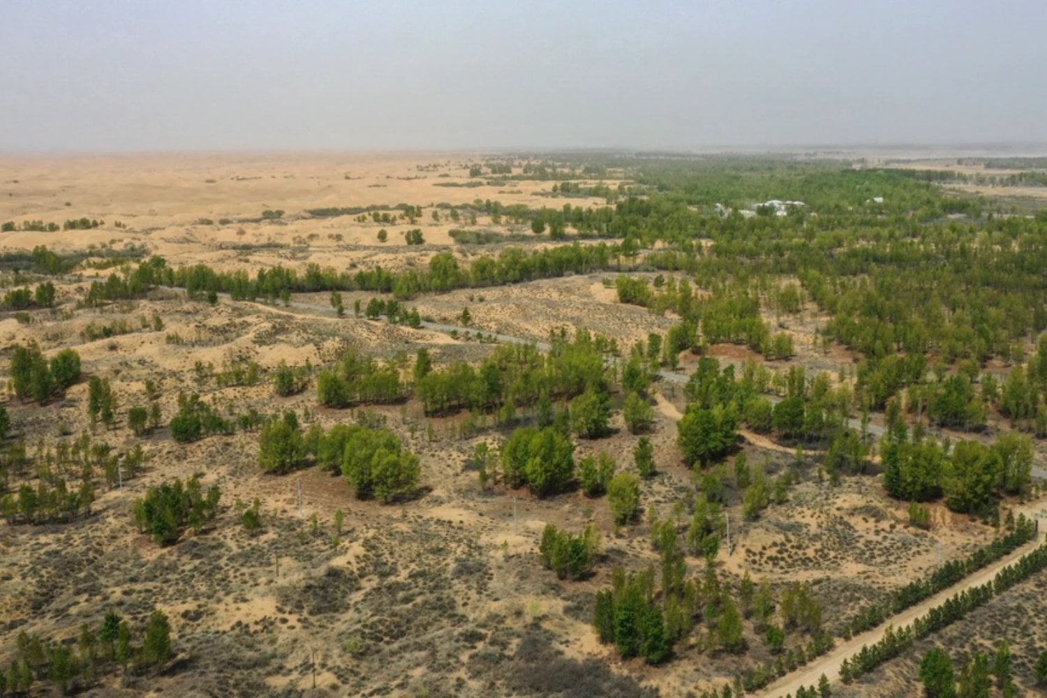 China lleva 48 años levantando una muralla verde alrededor de uno de los desiertos más extremos del planeta. Ahora el Taklamakan está empezando a absorber más CO₂ del que libera