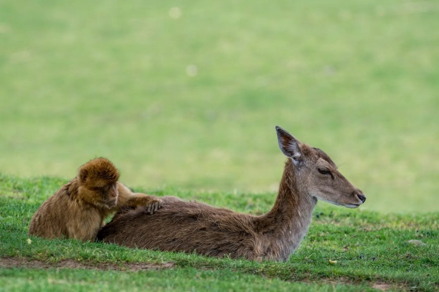 Creíamos que tener mascotas era una rareza humana. Un estudio con 427 encuentros entre especies sugiere que ese impulso nació millones de años antes que nosotros