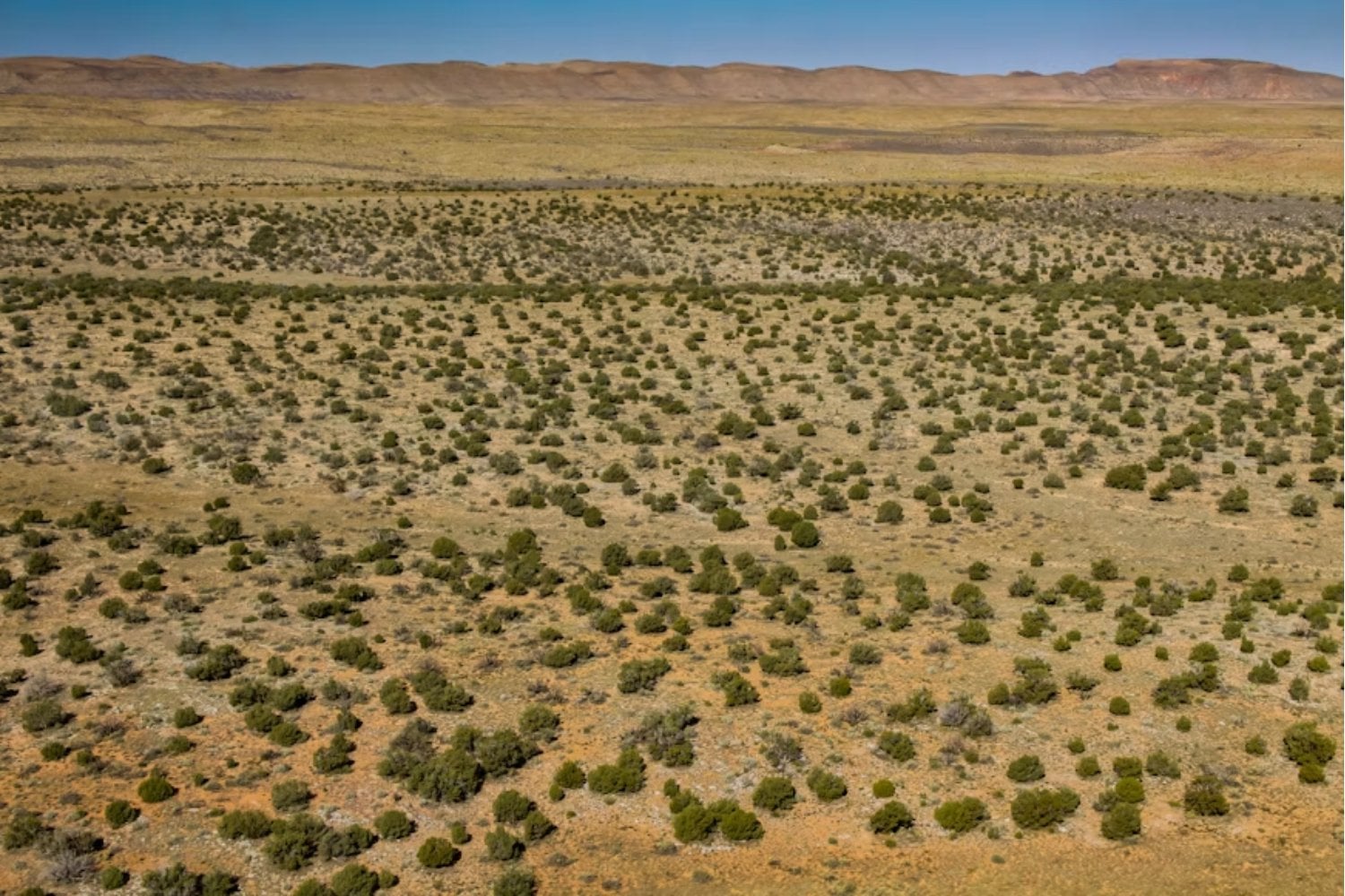 África está levantando una “muralla verde” de 8.000 kilómetros contra la desertificación. Quiere devolver la vida a 100 millones de hectáreas, casi dos veces la superficie de España, antes de 2030