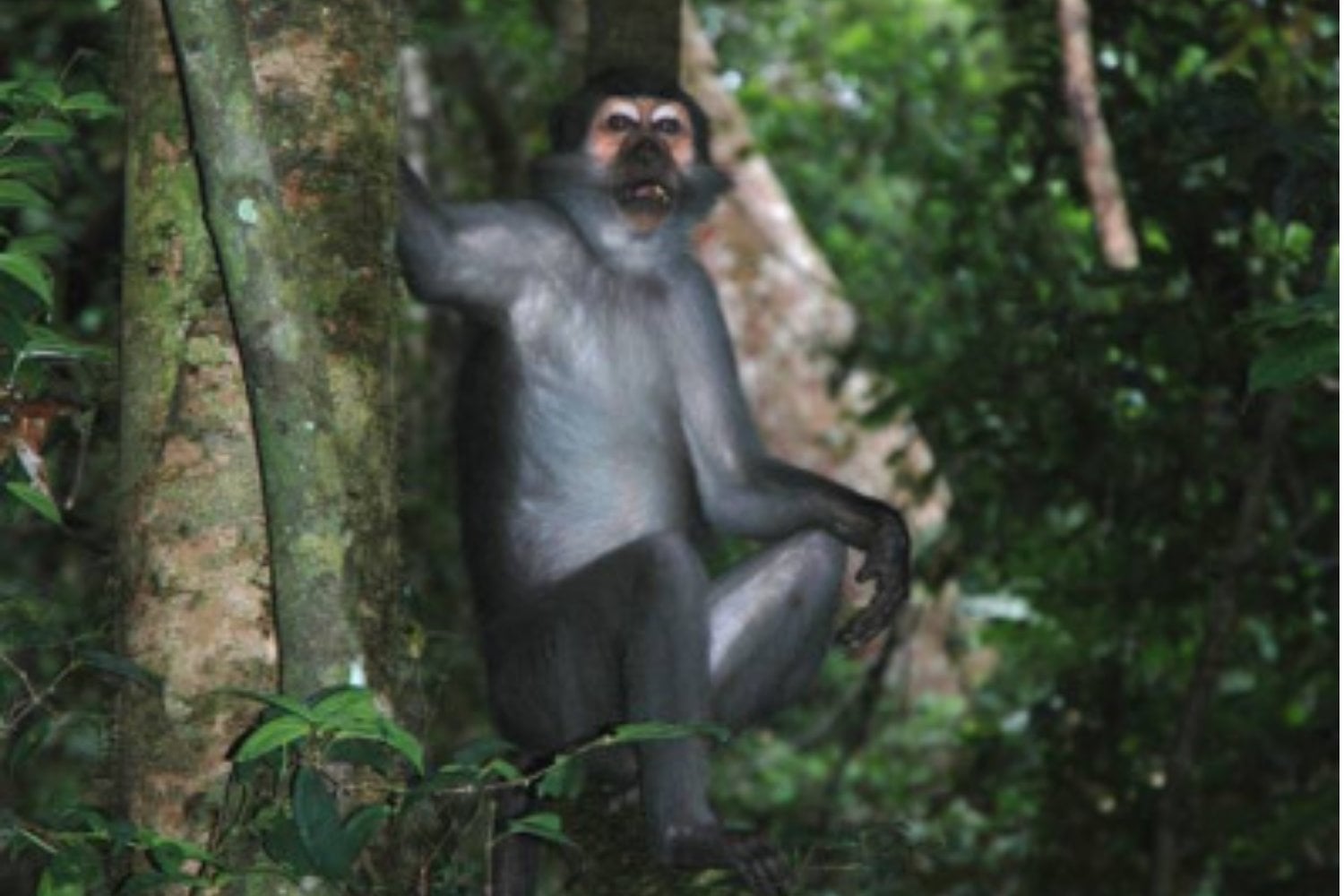 Unos monos africanos acaban de romper una vieja regla sobre la evolución humana: tienen pies muy distintos a los chimpancés, pero trepan prácticamente igual. Eso cambia cómo imaginamos a nuestro antepasado de hace siete millones de años