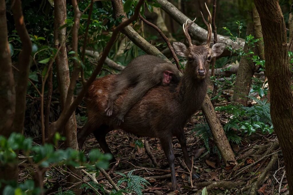 Creíamos que tener mascotas era una rareza humana. Un estudio con 427 encuentros entre especies sugiere que ese impulso nació millones de años antes que nosotros