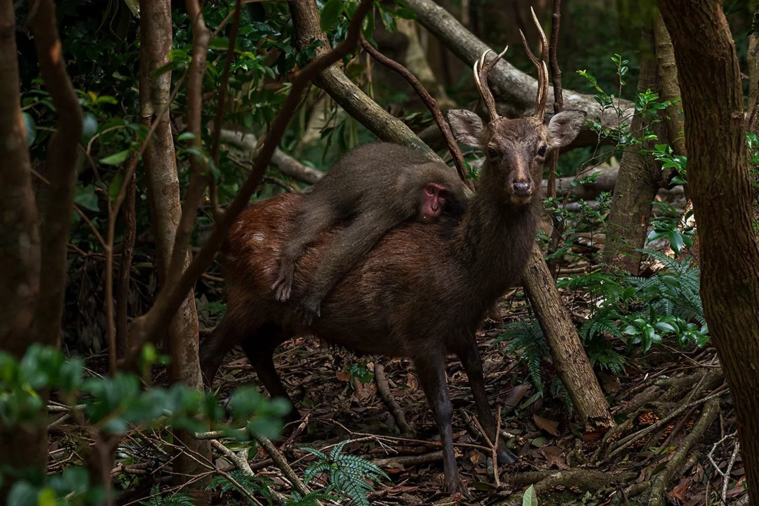 Creíamos que tener mascotas era una rareza humana. Un estudio con 427 encuentros entre especies sugiere que ese impulso nació millones de años antes que nosotros