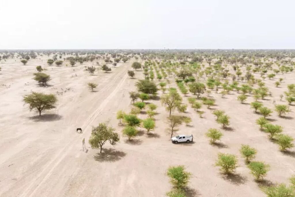 África está levantando una “muralla verde” de 8.000 kilómetros contra la desertificación. Quiere devolver la vida a 100 millones de hectáreas, casi dos veces la superficie de España, antes de 2030