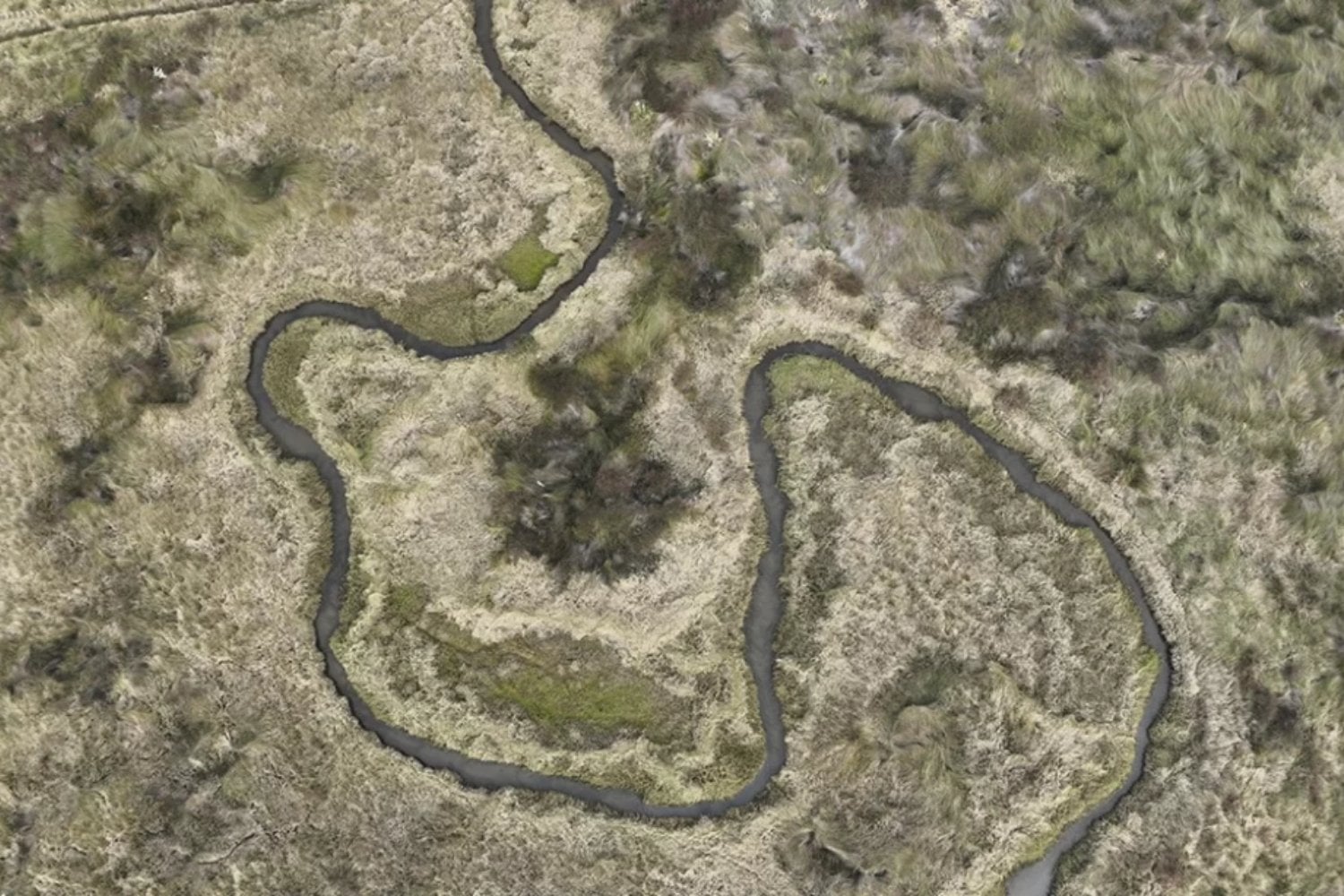 Querían plantar 200.000 árboles de una especie nativa para producir aceite. El problema es que para hacerlo drenaron uno de los pocos humedales que quedaban