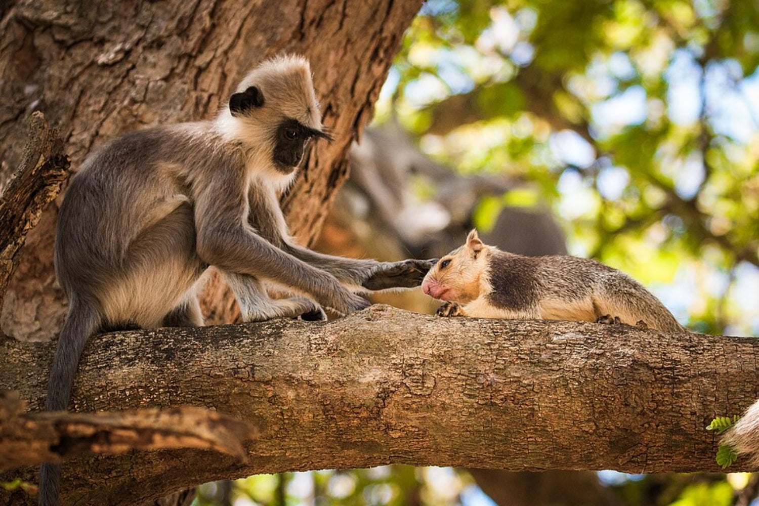 Creíamos que tener mascotas era una rareza humana. Un estudio con 427 encuentros entre especies sugiere que ese impulso nació millones de años antes que nosotros
