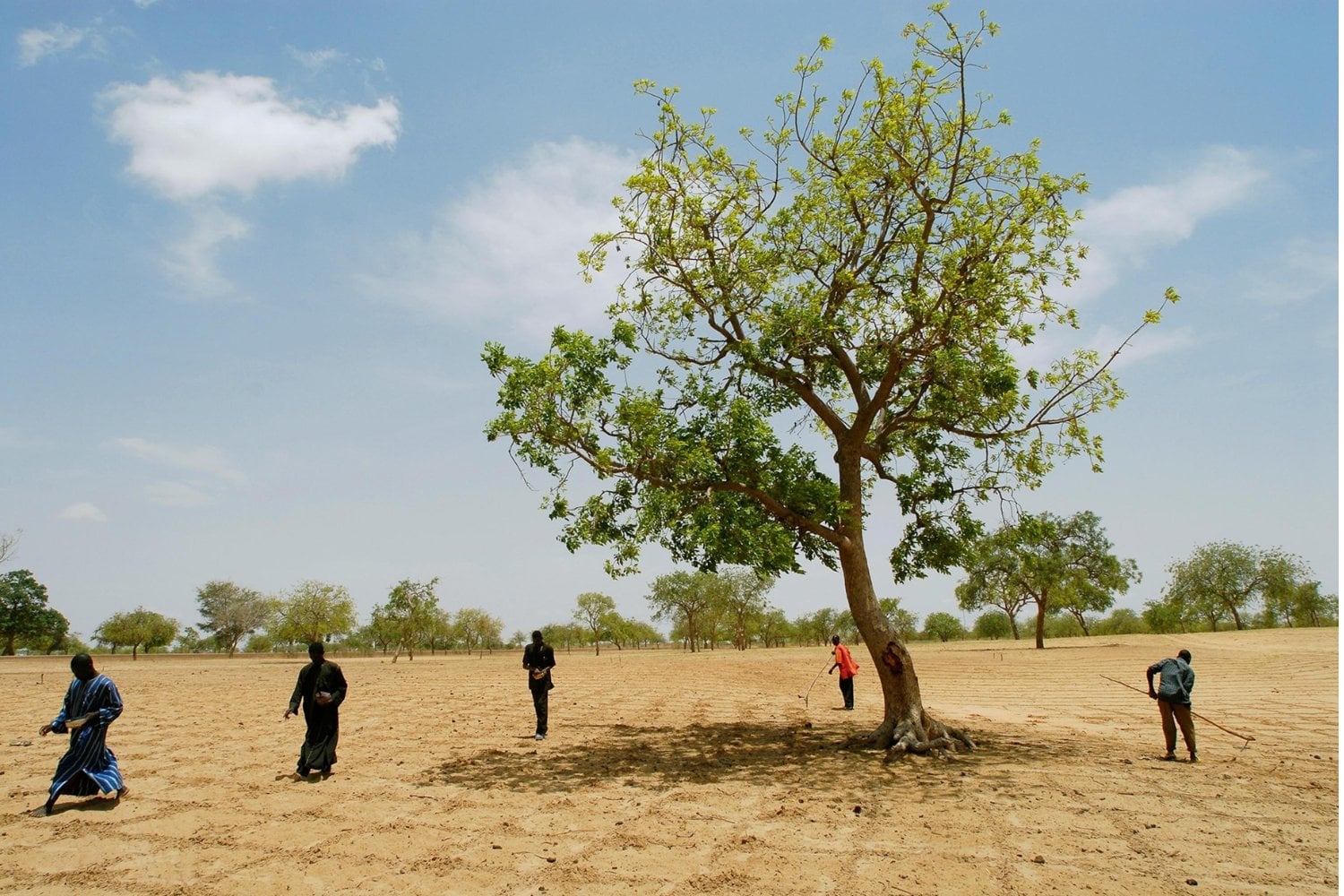 África está levantando una “muralla verde” de 8.000 kilómetros contra la desertificación. Quiere devolver la vida a 100 millones de hectáreas, casi dos veces la superficie de España, antes de 2030