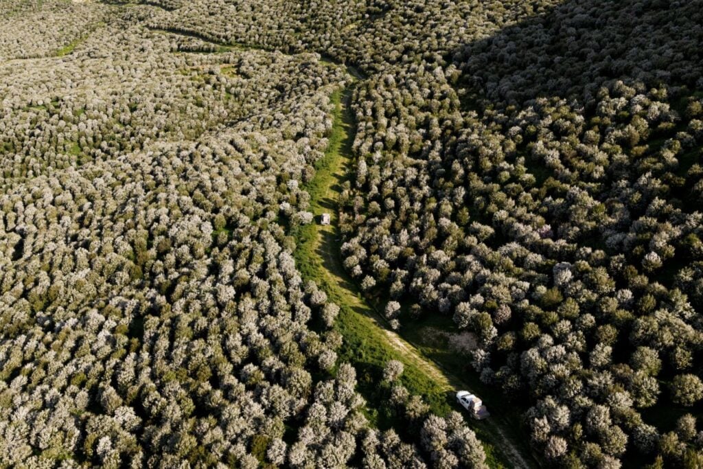Querían plantar 200.000 árboles de una especie nativa para producir aceite. El problema es que para hacerlo drenaron uno de los pocos humedales que quedaban