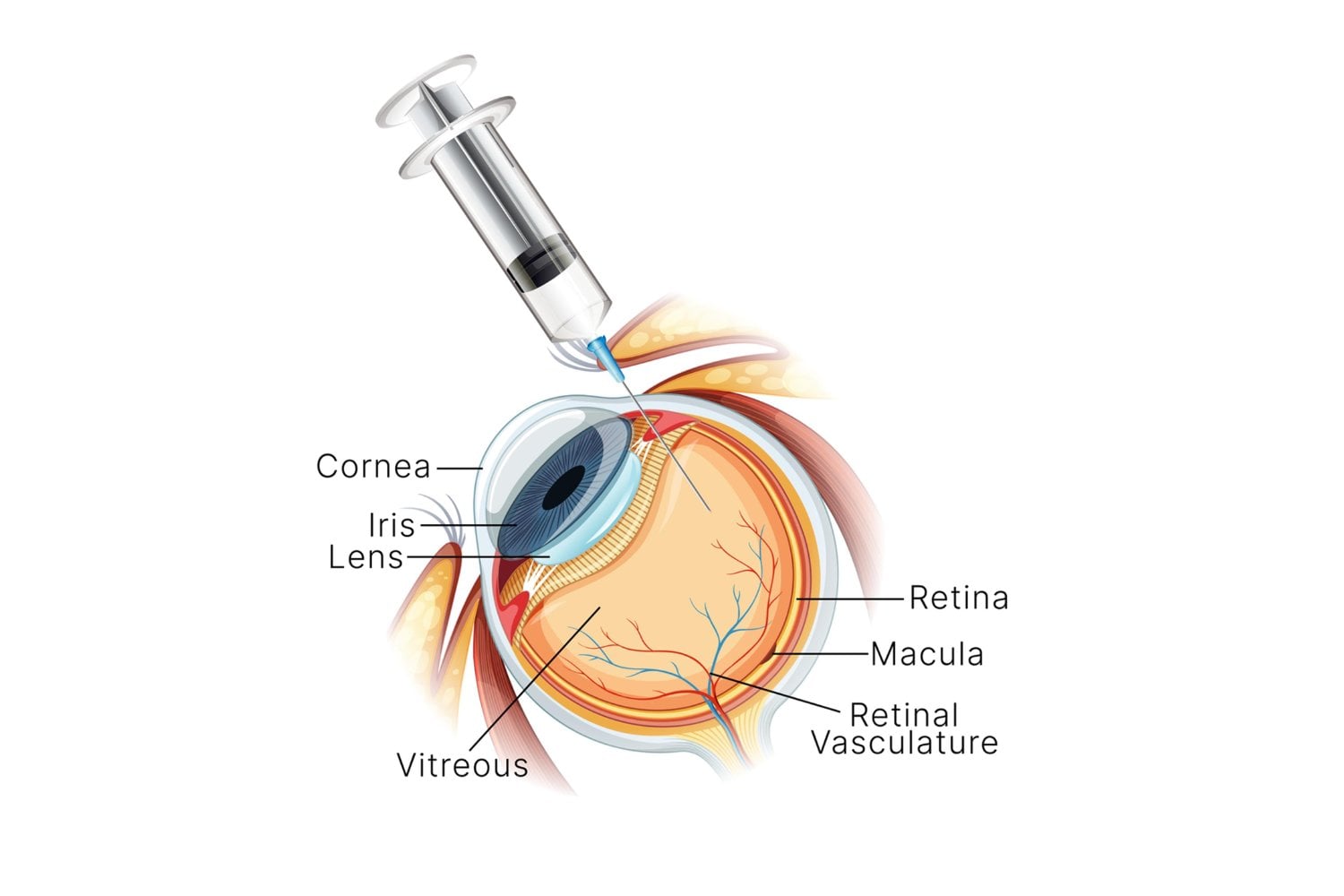 Los médicos sacaron 100 millones de mitocondrias de su pierna y se las inyectaron directamente en los ojos. Sus pupilas llevaban 71 días sin responder a la luz y reaccionaron en menos de 48 horas