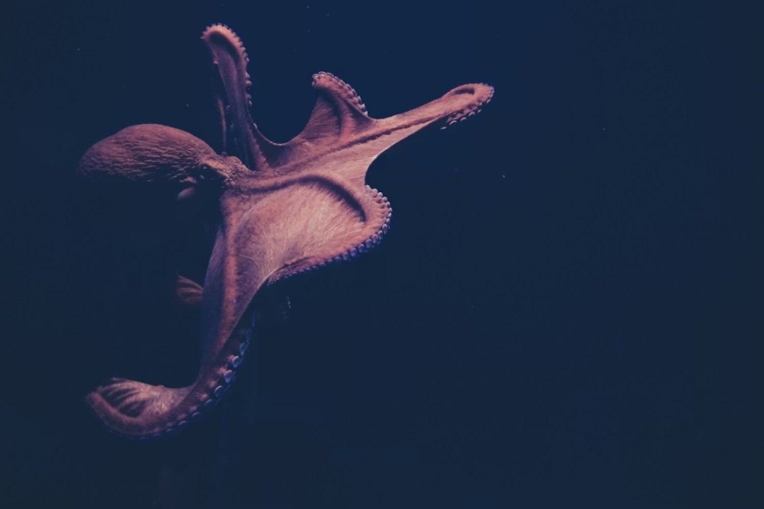 Los vertebrados parecían llevar 370 millones de años gobernando la cima del océano. Unas mandíbulas ocultas en roca acaban de revelar pulpos de hasta 19 metros que mordían como auténticos krakens
