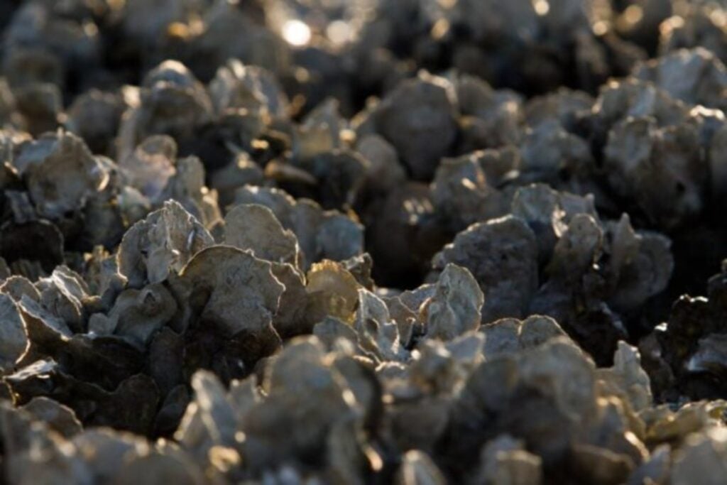 Las conchas de ostras acababan en la basura. Florida empezó a devolverlas al mar y descubrió que podían reconstruir arrecifes, limpiar el agua y proteger la costa