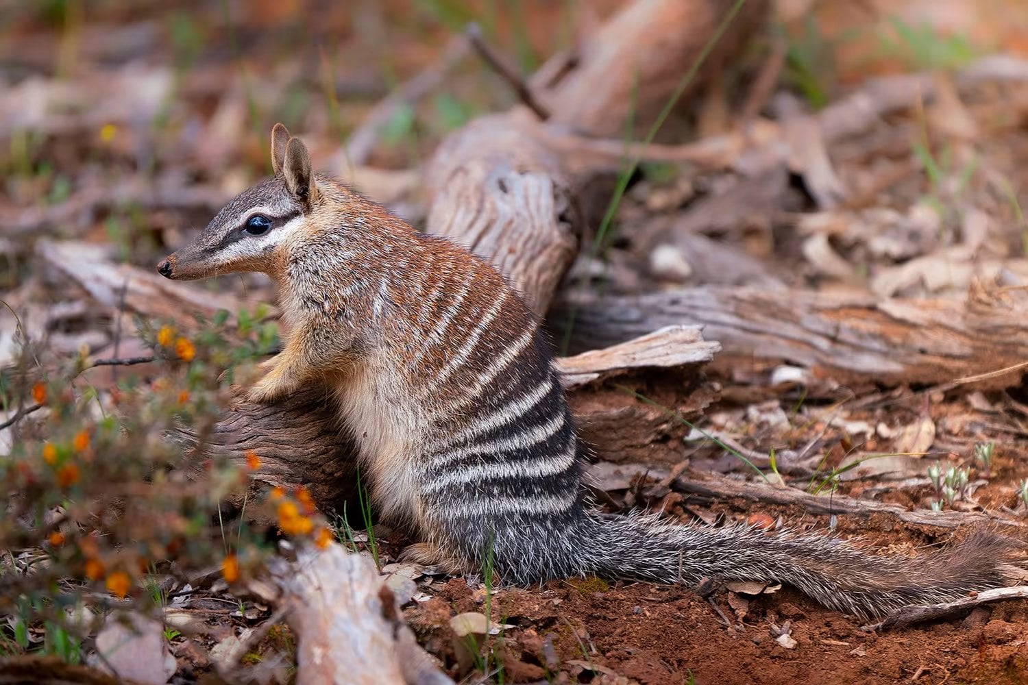 Australia perdió más mamíferos que ningún otro continente y el numbat estuvo a punto de ser el siguiente. Una guerra de 40 años contra zorros y gatos multiplicó su población hasta por diez y logró sacarlo de la categoría de peligro