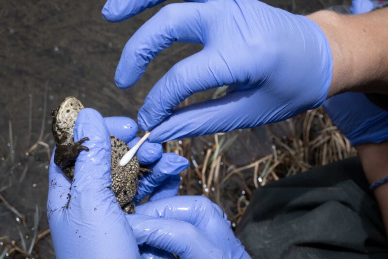 Algunos influencers enfrían anfibios y reptiles hasta inmovilizarlos para conseguir la foto perfecta. Detrás del posado puede haber daños fisiológicos, enfermedades y una práctica ilegal en España