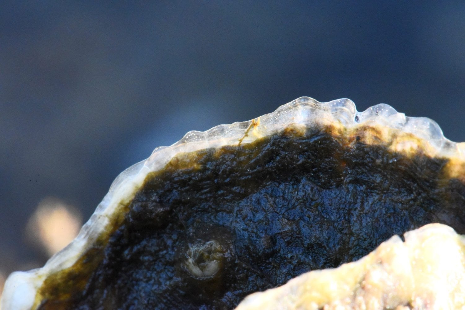 Las conchas de ostras acababan en la basura. Florida empezó a devolverlas al mar y descubrió que podían reconstruir arrecifes, limpiar el agua y proteger la costa