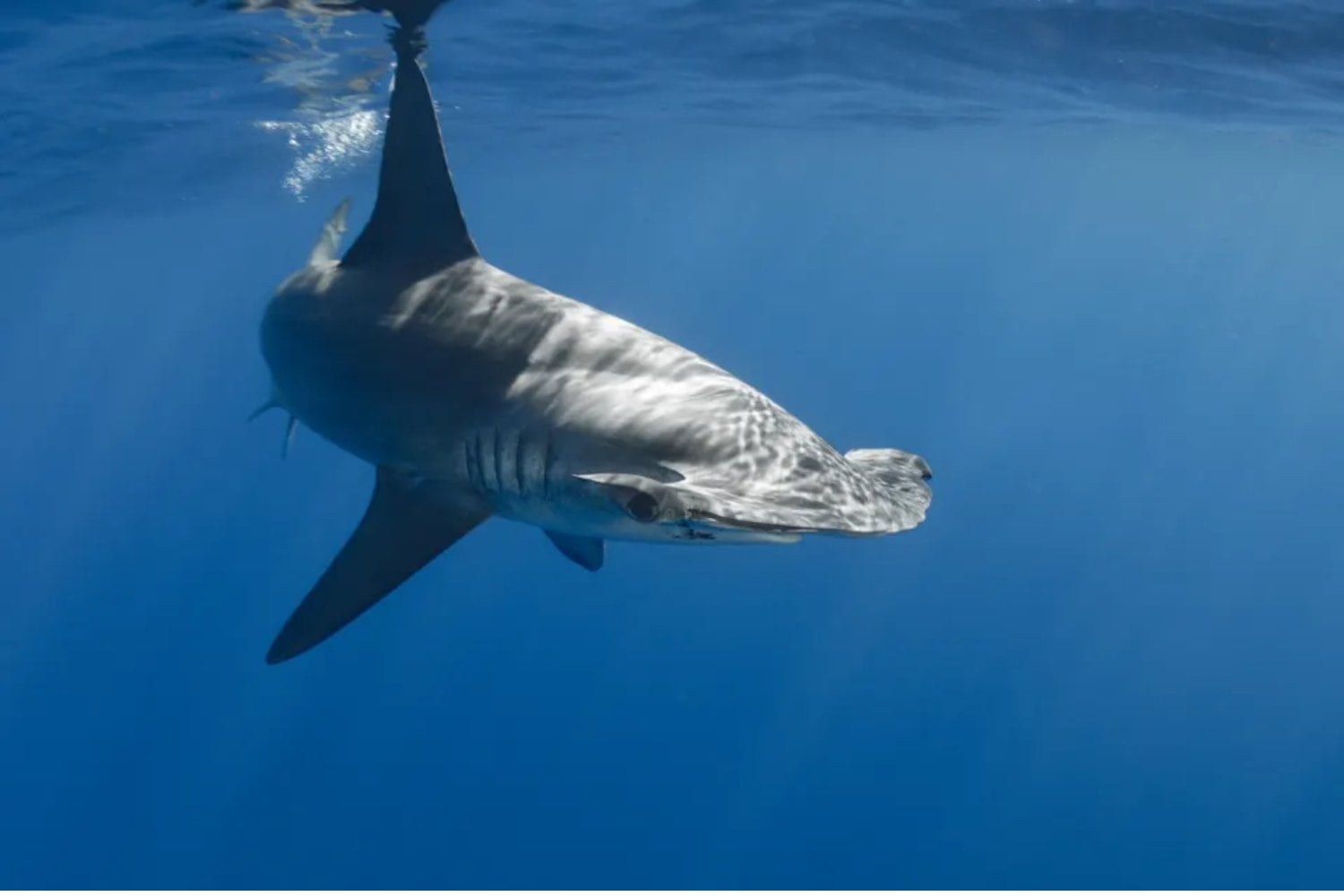 Durante más de 20 años nadie había registrado este tiburón martillo en Galápagos. Una pequeña bahía escondía algo mucho más importante que un simple reencuentro
