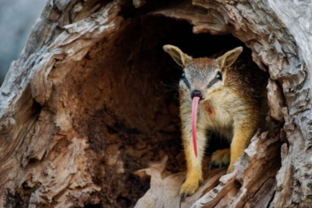 Australia perdió más mamíferos que ningún otro continente y el numbat estuvo a punto de ser el siguiente. Una guerra de 40 años contra zorros y gatos multiplicó su población hasta por diez y logró sacarlo de la categoría de peligro