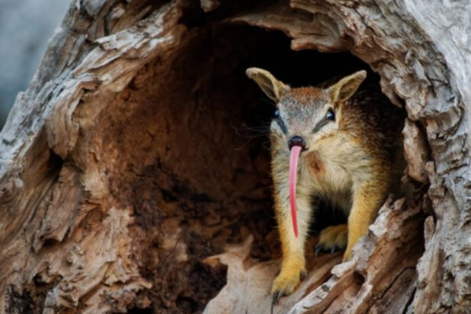 Australia perdió más mamíferos que ningún otro continente y el numbat estuvo a punto de ser el siguiente. Una guerra de 40 años contra zorros y gatos multiplicó su población hasta por diez y logró sacarlo de la categoría de peligro