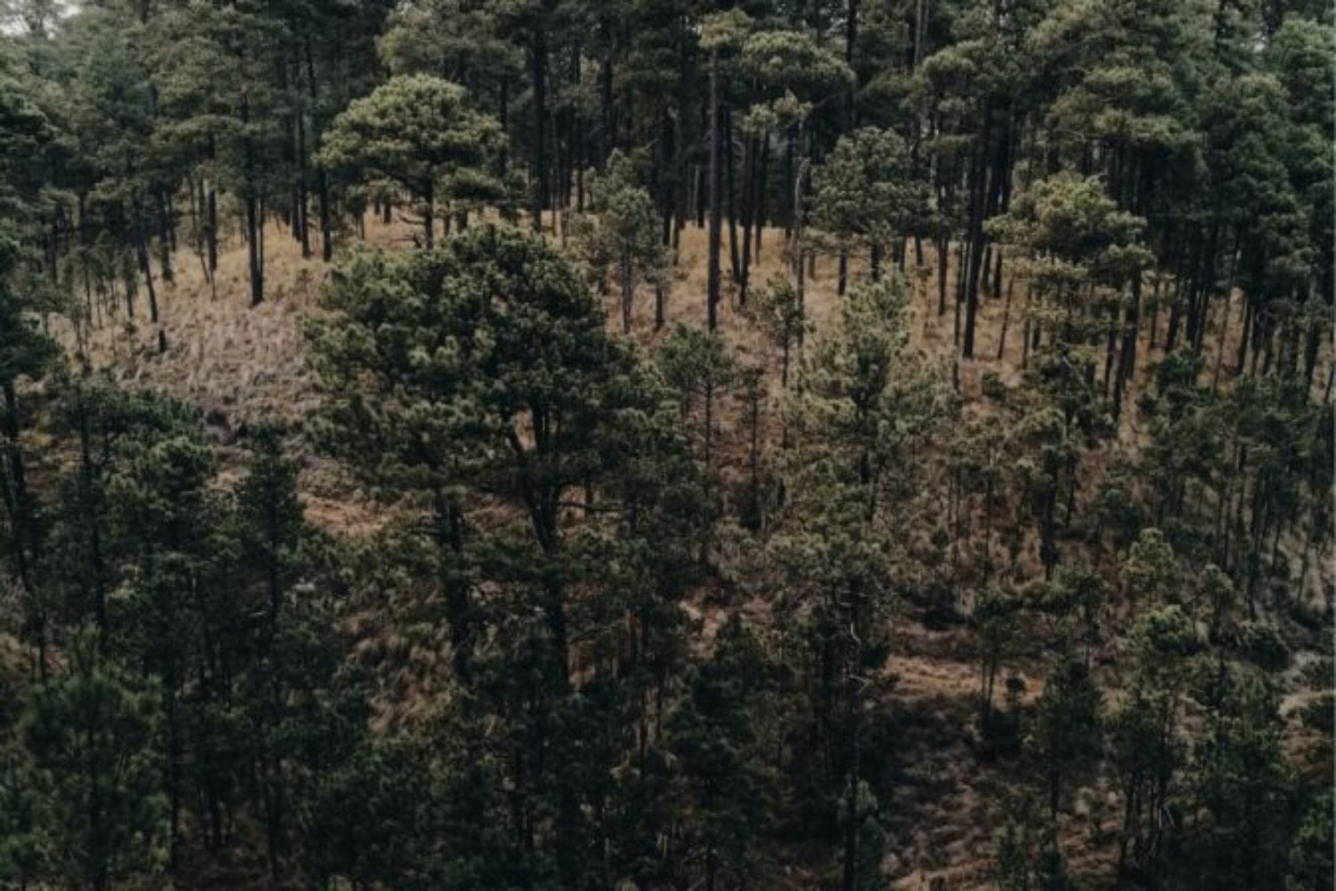 Estados Unidos liberó escarabajos para destruir un árbol invasor y la estrategia funcionó. El problema llegó después: un ave en peligro perdió el 94% de su hábitat potencial a lo largo de un río