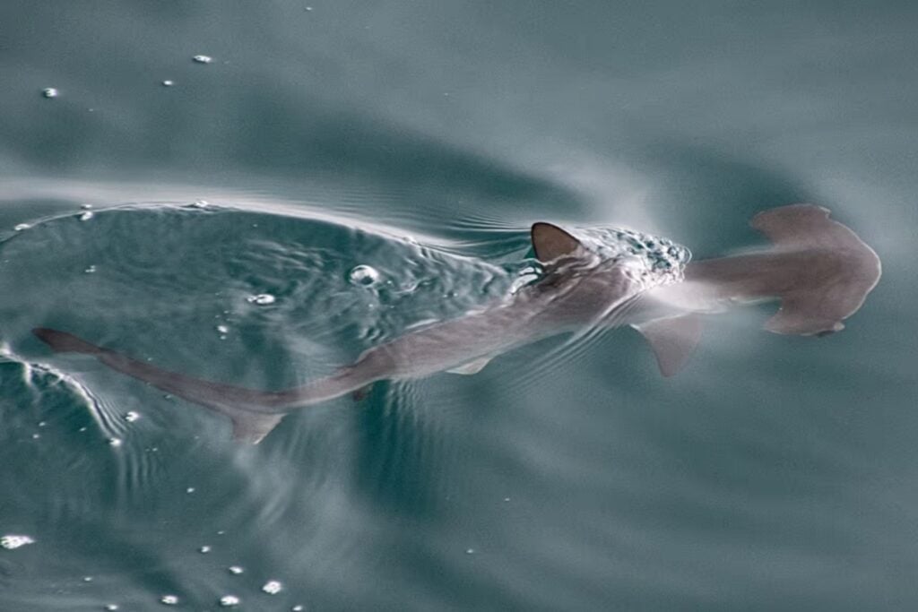 Durante más de 20 años nadie había registrado este tiburón martillo en Galápagos. Una pequeña bahía escondía algo mucho más importante que un simple reencuentro