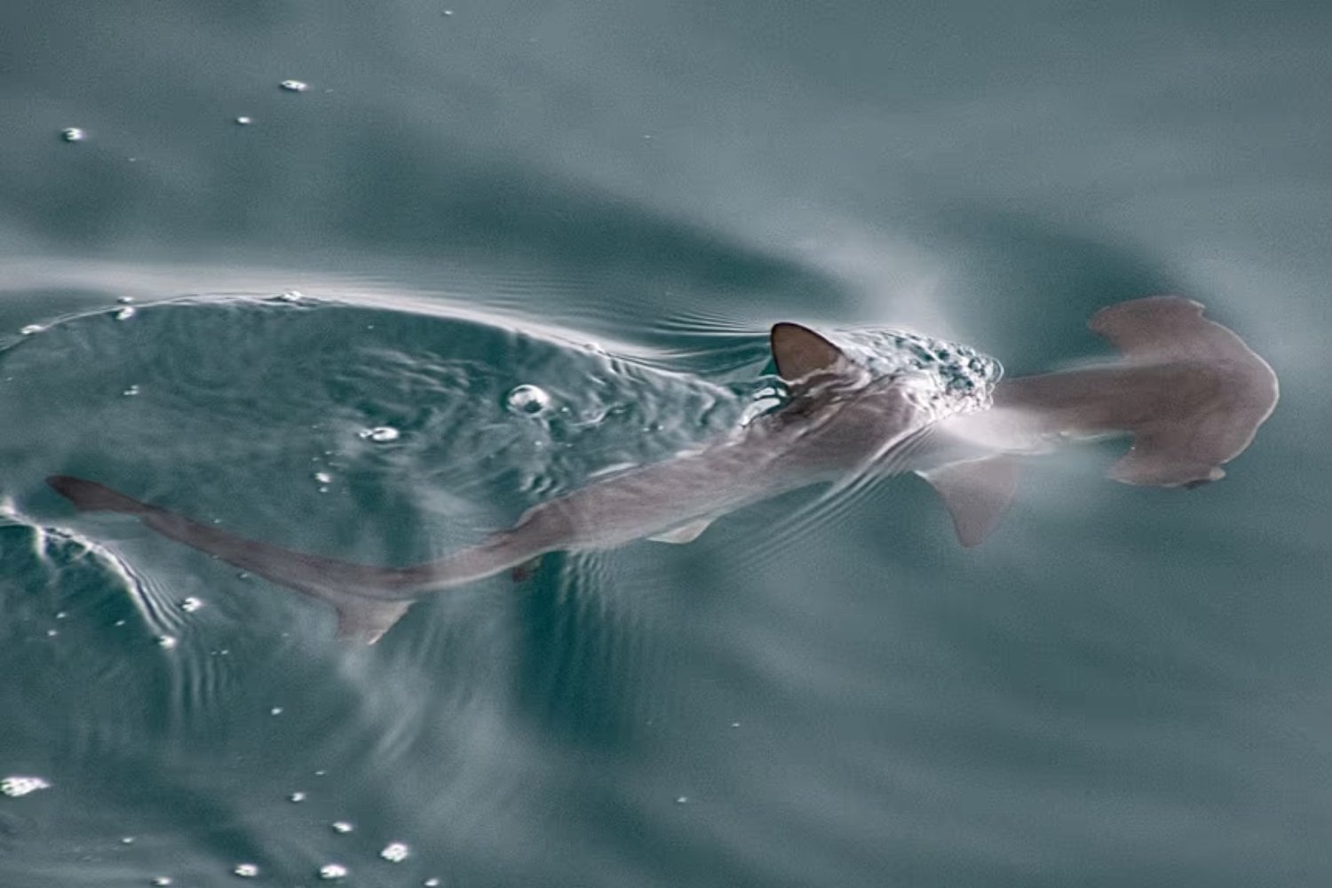 Durante más de 20 años nadie había registrado este tiburón martillo en Galápagos. Una pequeña bahía escondía algo mucho más importante que un simple reencuentro