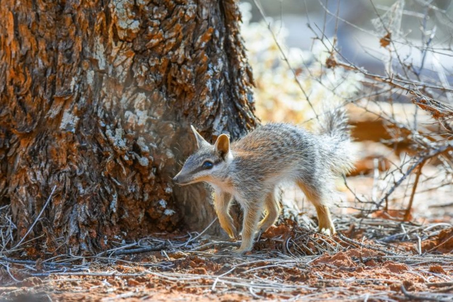 Australia perdió más mamíferos que ningún otro continente y el numbat estuvo a punto de ser el siguiente. Una guerra de 40 años contra zorros y gatos multiplicó su población hasta por diez y logró sacarlo de la categoría de peligro