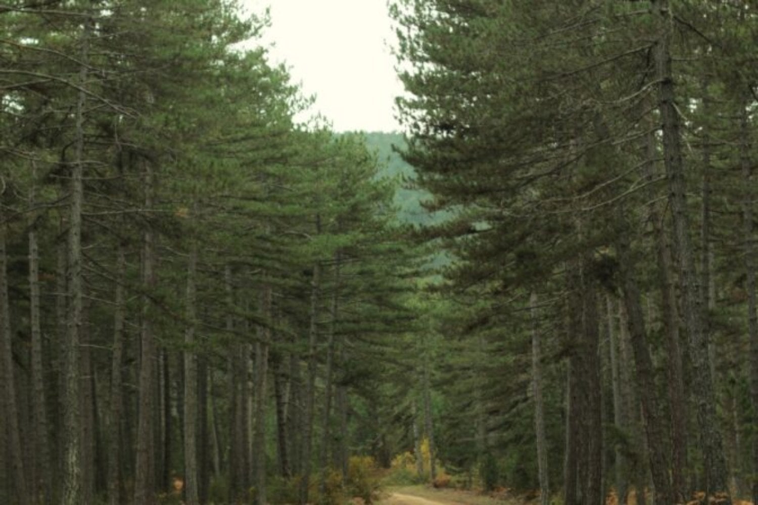 Estados Unidos liberó escarabajos para destruir un árbol invasor y la estrategia funcionó. El problema llegó después: un ave en peligro perdió el 94% de su hábitat potencial a lo largo de un río