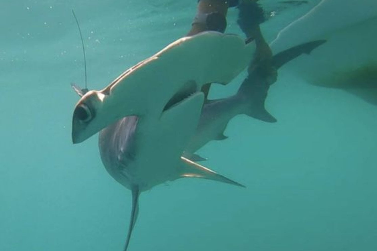 Durante más de 20 años nadie había registrado este tiburón martillo en Galápagos. Una pequeña bahía escondía algo mucho más importante que un simple reencuentro