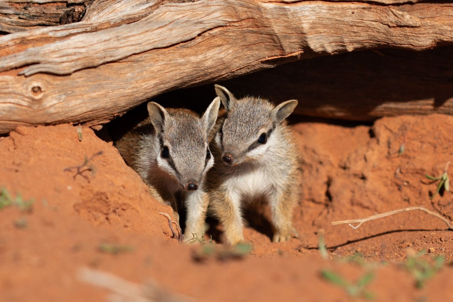 Australia perdió más mamíferos que ningún otro continente y el numbat estuvo a punto de ser el siguiente. Una guerra de 40 años contra zorros y gatos multiplicó su población hasta por diez y logró sacarlo de la categoría de peligro