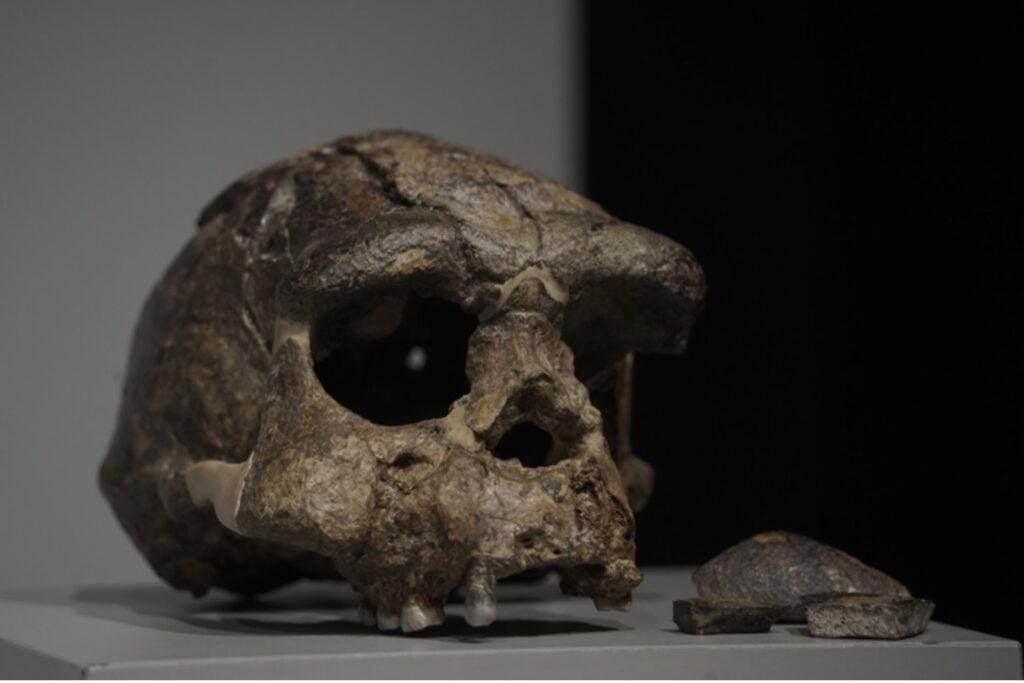 Antes de que Homo sapiens saliera de África ya se había cruzado con una humanidad desconocida. Su ADN sigue apareciendo en poblaciones de tres continentes y puede representar hasta el 1% de nuestro genoma